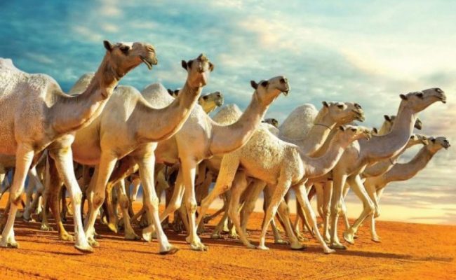 ينطلق 1 ديسمبر.. «مهرجان الملك عبدالعزيز» يعلن مواعيد دخول الإبل المشاركة