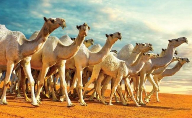 «مهرجان الملك عبدالعزيز للإبل» يوضح موقف حالات عدم تسجيل شرائح الإبل باسم المشارك