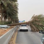 فيديو لحظة سقوط نخلة على إحدى السيارات في أحد طرق مدينة الرياض