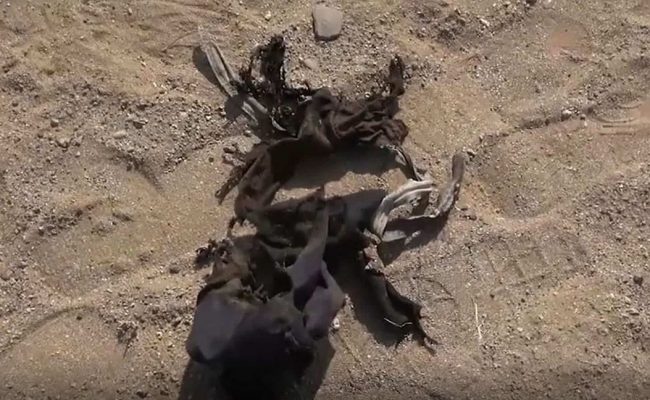 إصابة 5 مدنيين بينهم امرأة بانفجار ألغام حوثية في تعز والحديدة