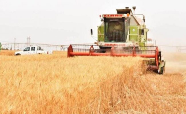 الهند تدرس تقييد صادرات القمح وتدفع الأسعار إلى ارتفاع جديد