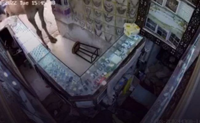 جمل شارد يثير الرعب داخل محل تجاري في صنعاء (فيديو)