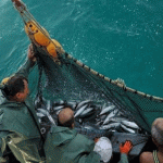 مصر.. وقف الصيد في مناطق بالبحر الأحمر حفاظًا على الثروة السمكية