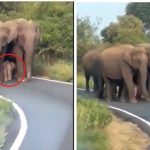 نظام الحماية الأقوى في الغابة.. شاهد كيف تحمي الفيلة صغارها