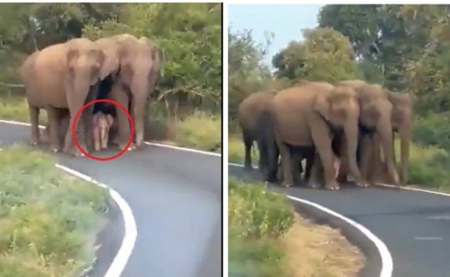 نظام الحماية الأقوى في الغابة.. شاهد كيف تحمي الفيلة صغارها